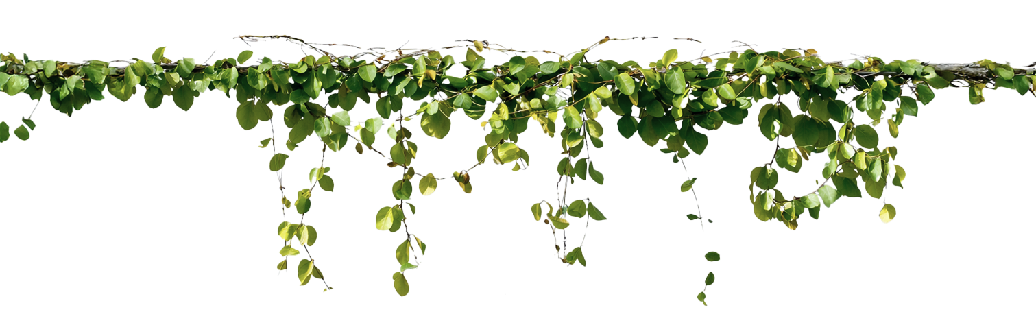 Decoración planta