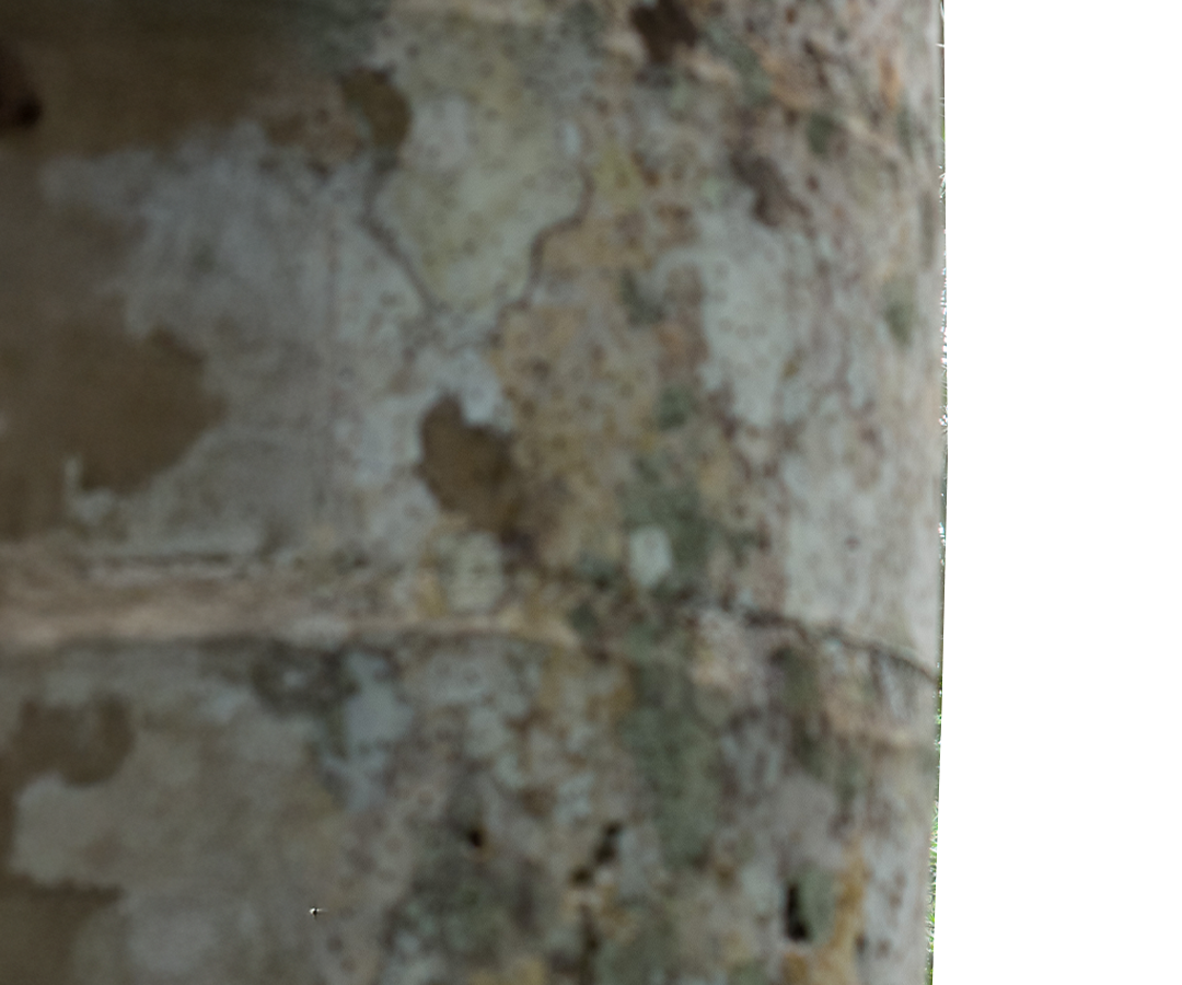 Decoración Árbol