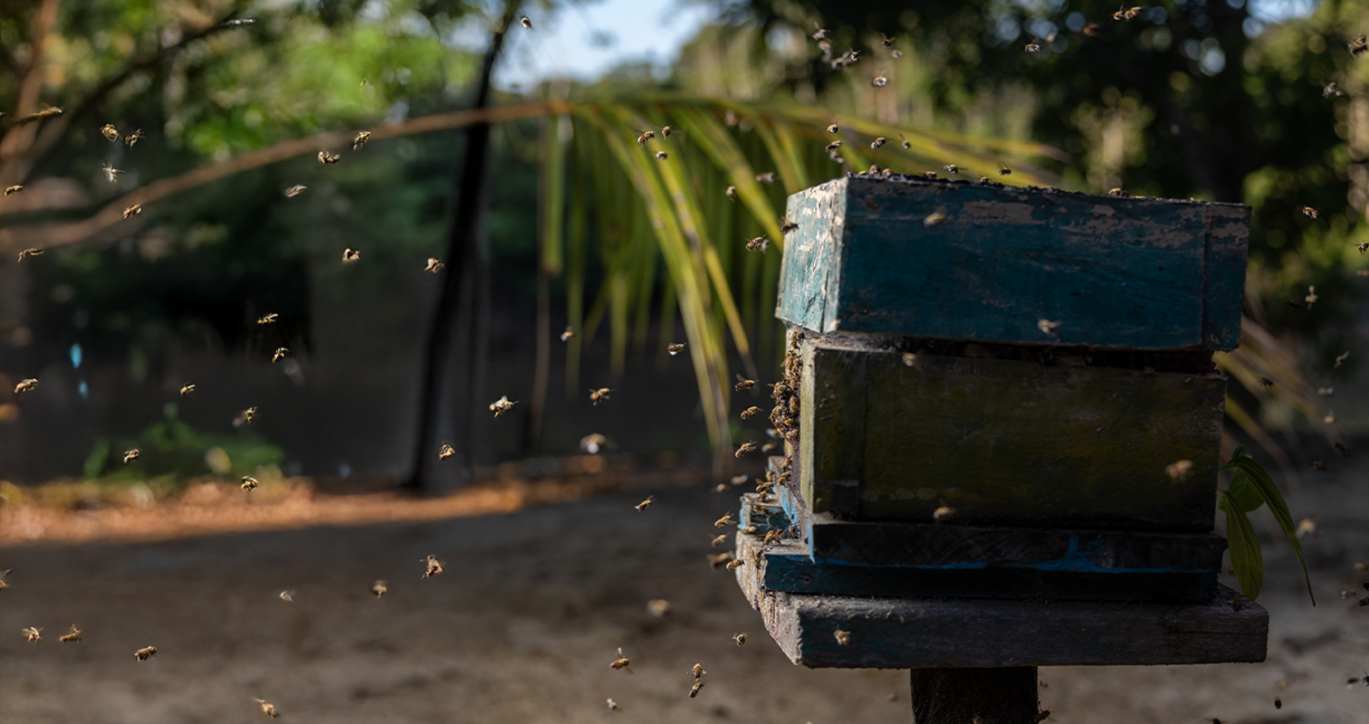 Miel de abejas nativas