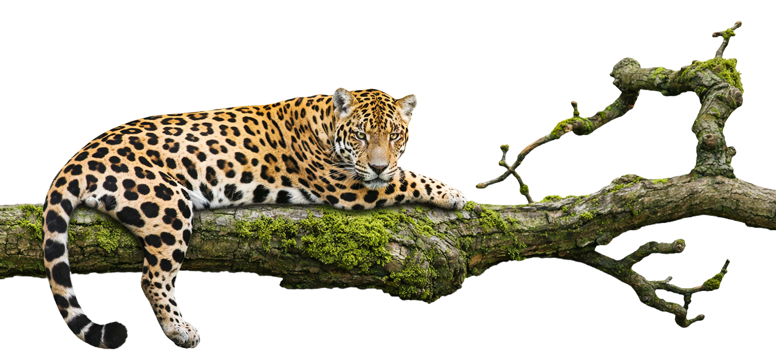 Investigación aplicada y ciencia en territorio